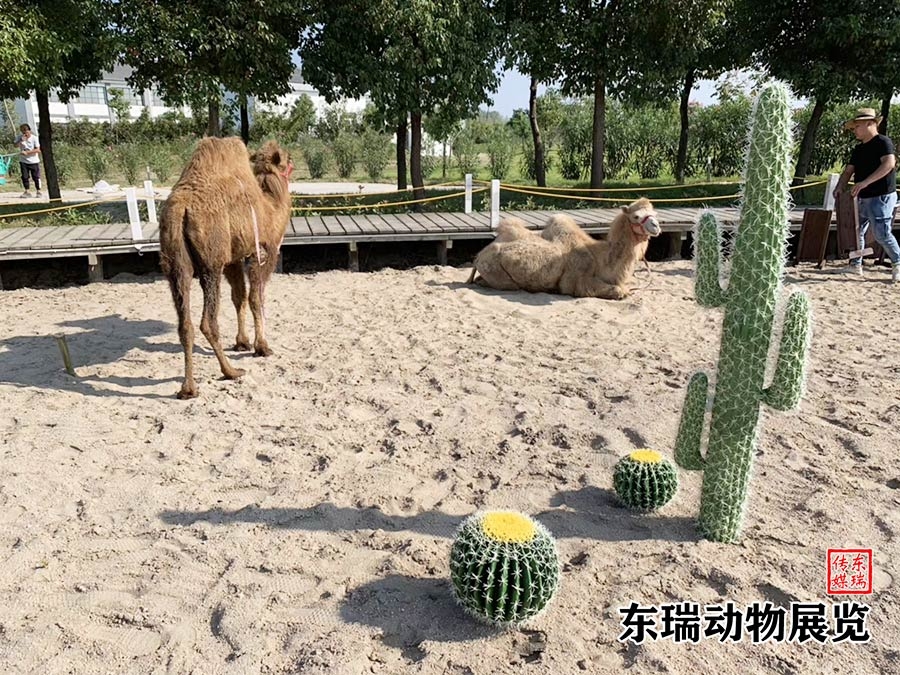 骆驼展示