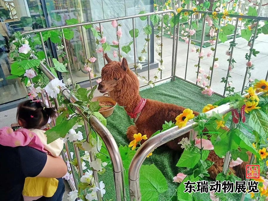 羊驼展示