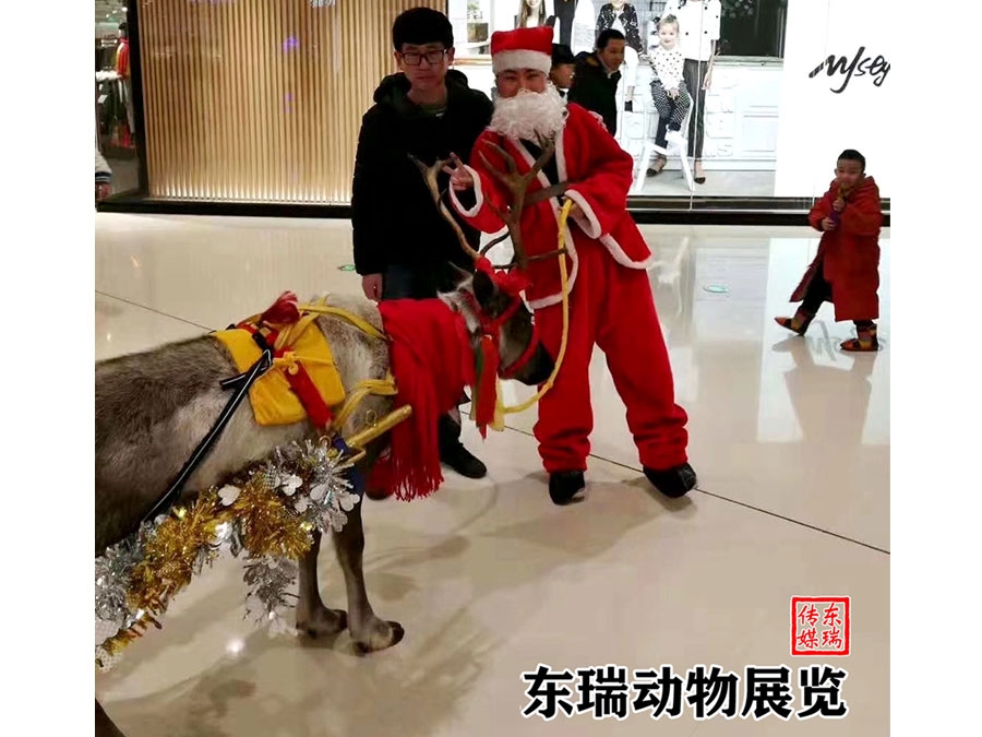 圣诞节驯鹿