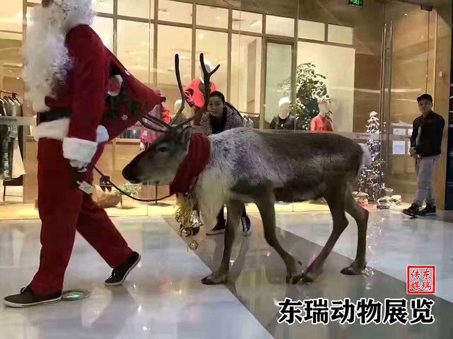 圣诞节驯鹿