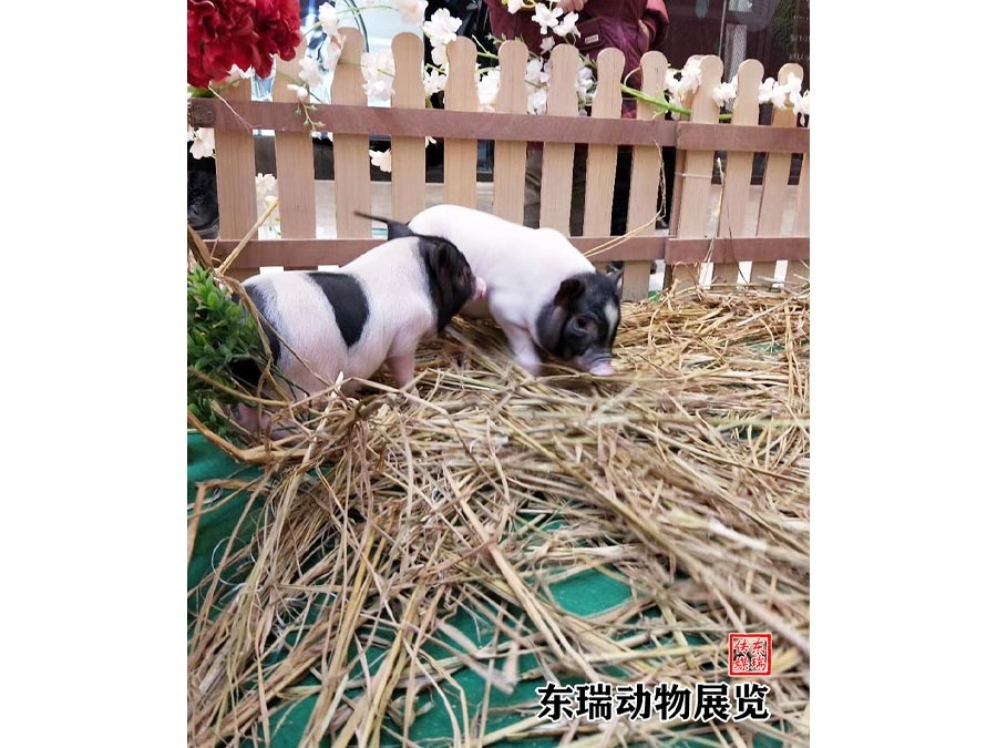 香猪展示