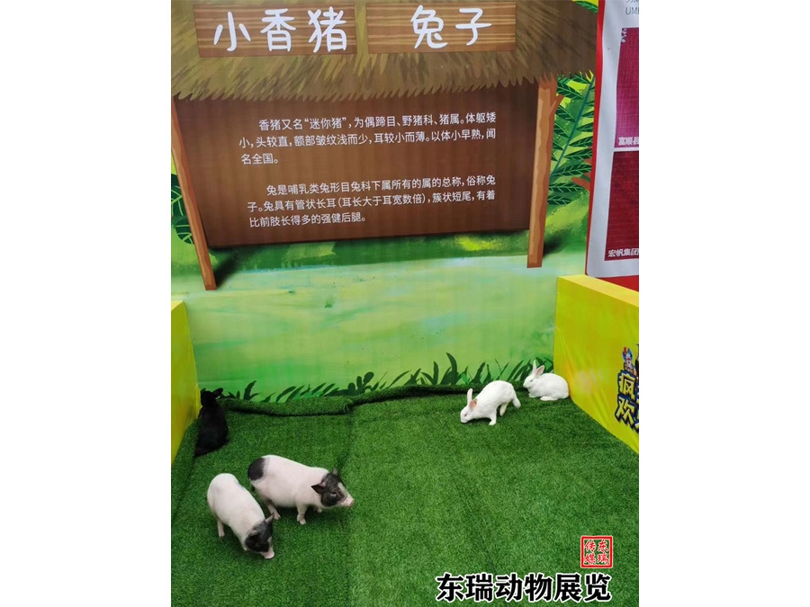香猪展示
