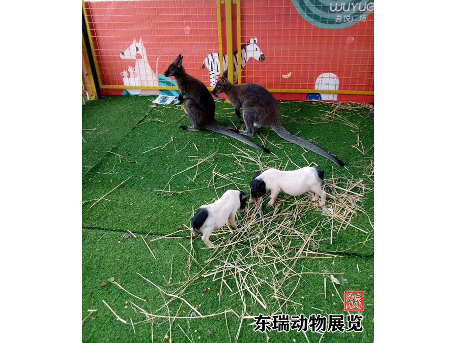 袋鼠展示