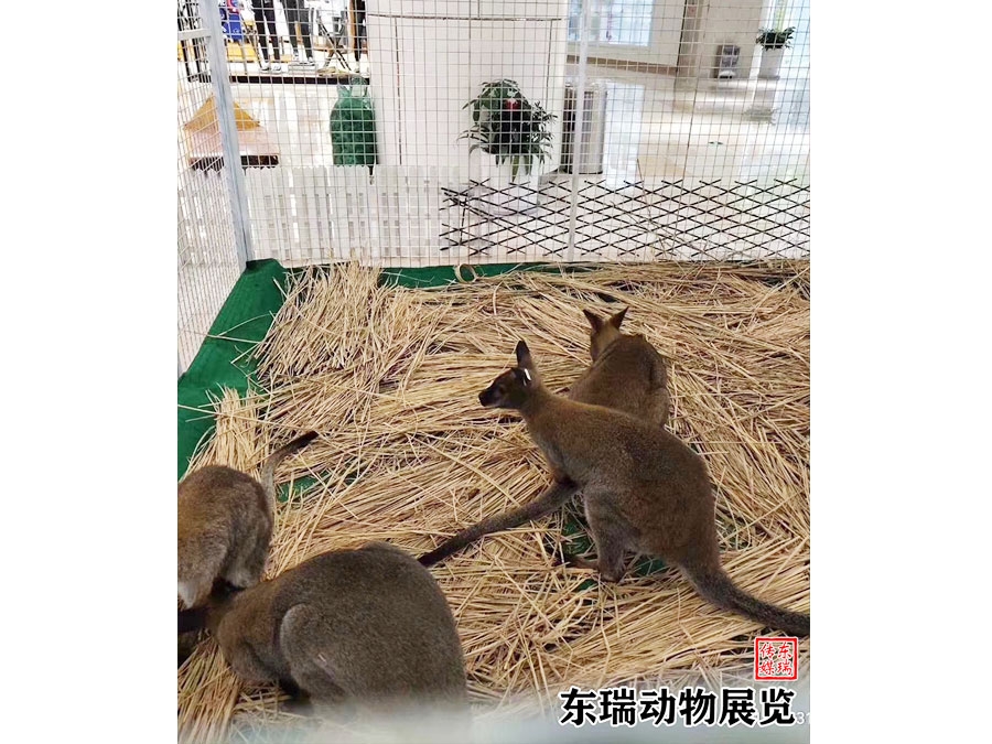 袋鼠展示