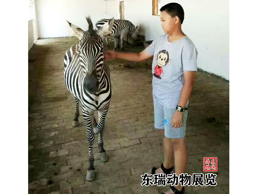 斑马展示