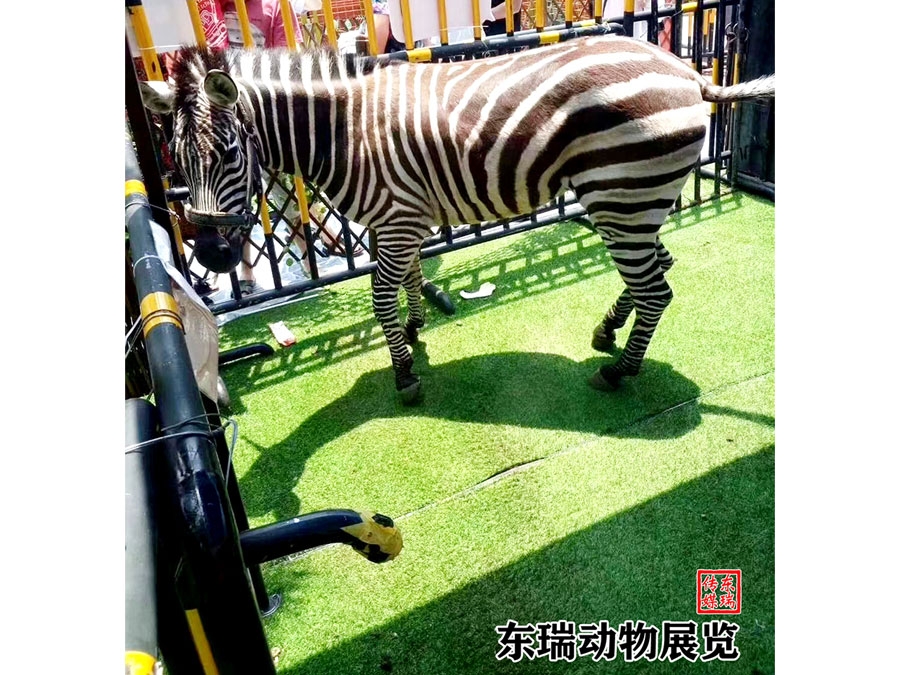 斑马展示