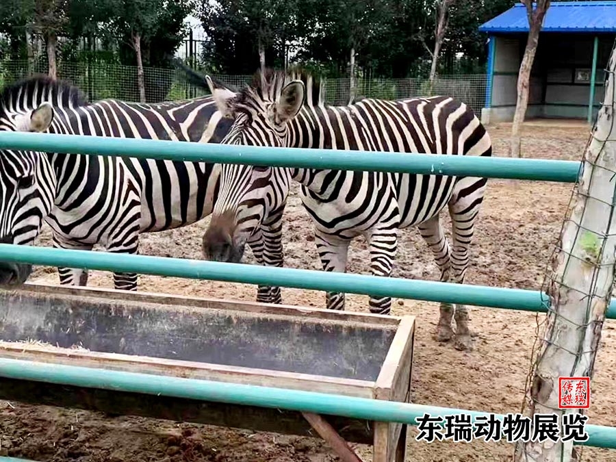 斑马展示