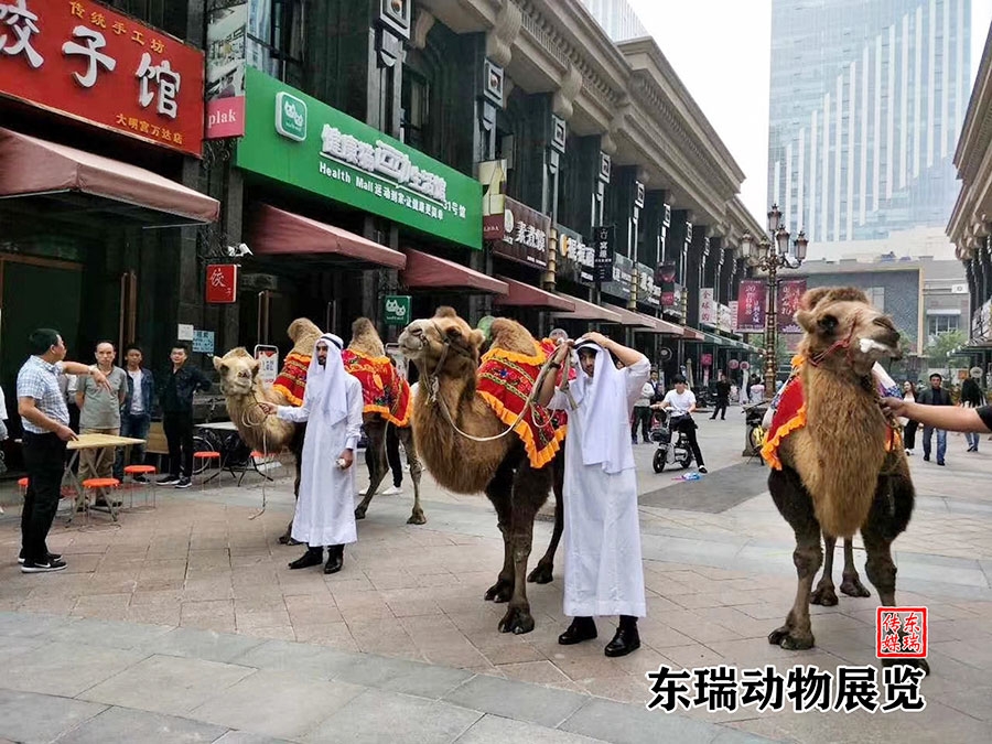 骆驼展示