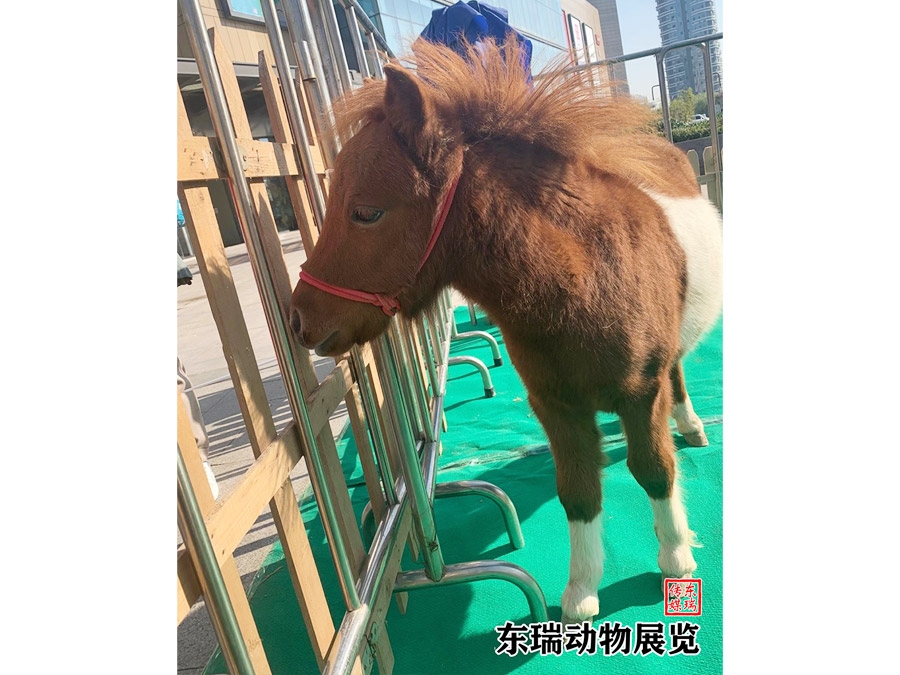 矮马展示