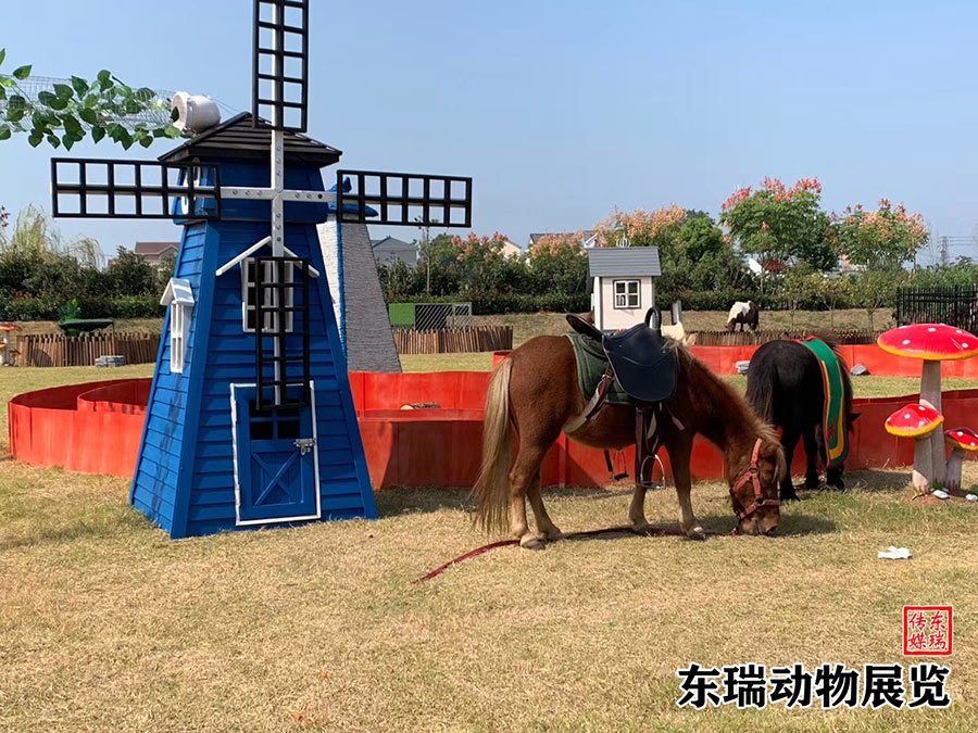矮马展示