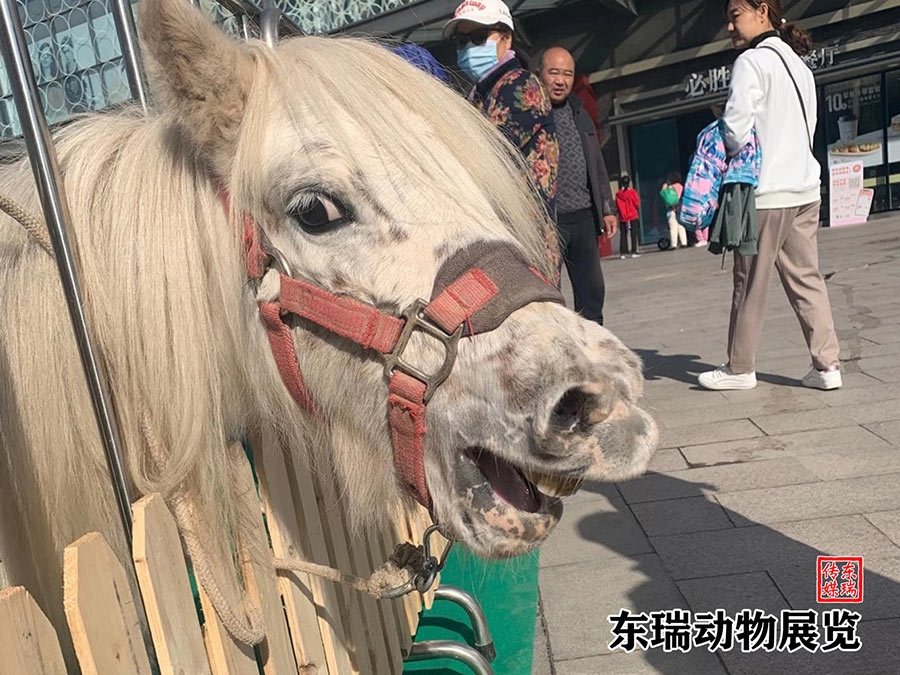 矮马展示