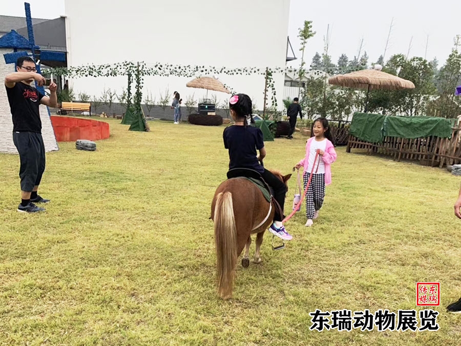 矮马展示