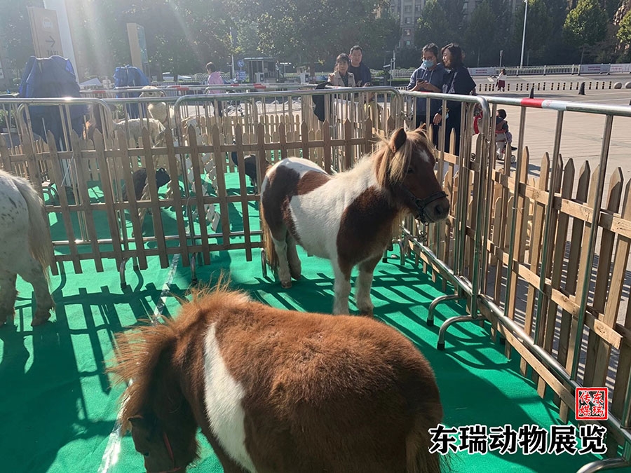 矮马展示
