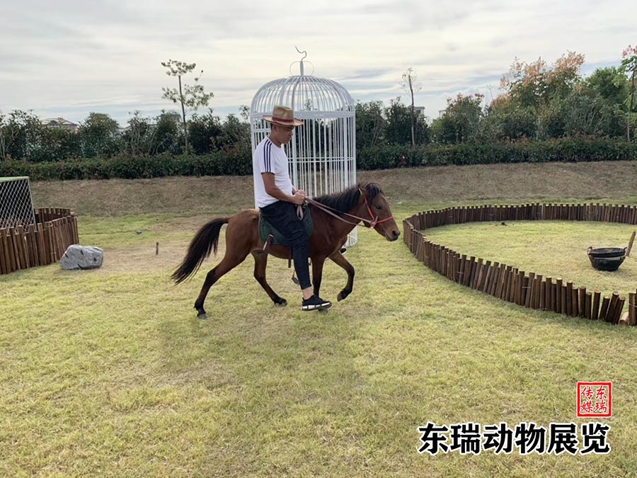 矮马展示
