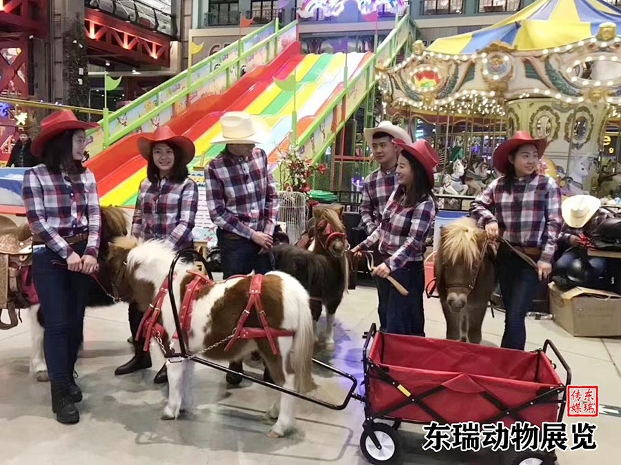 矮马展示