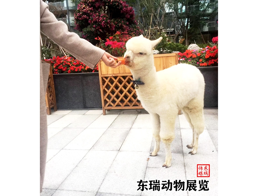 羊驼展示