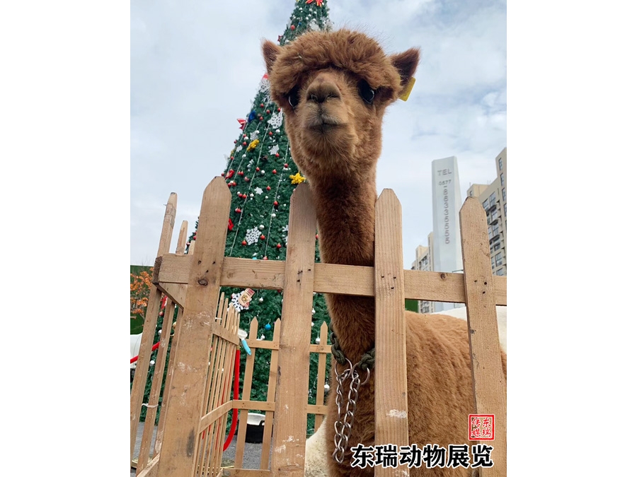 羊驼展示