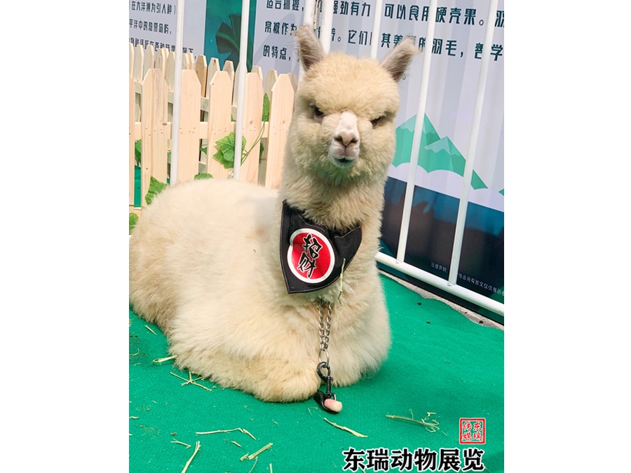 羊驼展示