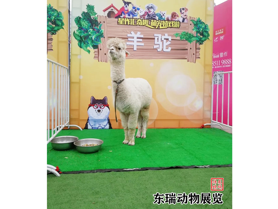 羊驼展示