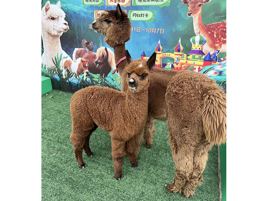 羊驼展示