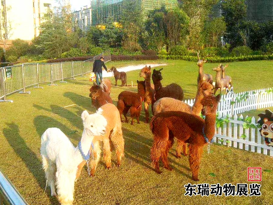 羊驼展示