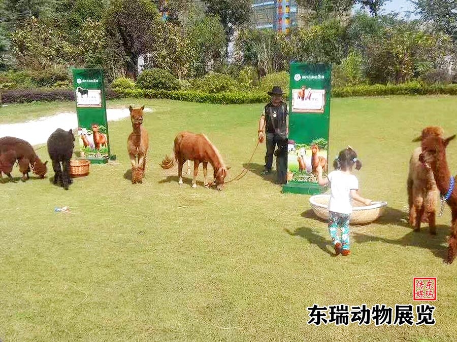 羊驼展示