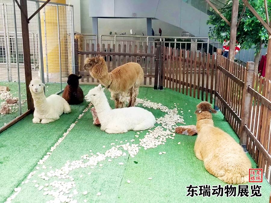 羊驼展示