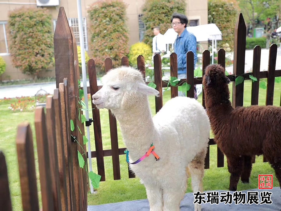羊驼展示