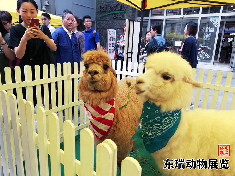 东瑞萌宠羊驼展出租大型庆典