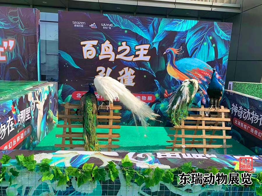 东瑞百鸟展表演出租闪亮登场