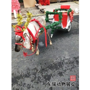 圣诞节驯鹿