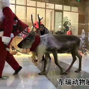 圣诞节驯鹿