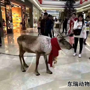 圣诞节驯鹿
