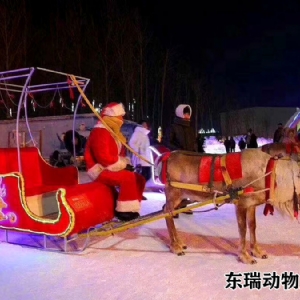 圣诞节驯鹿