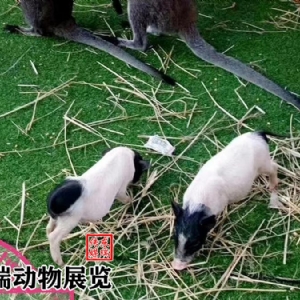 香猪展示