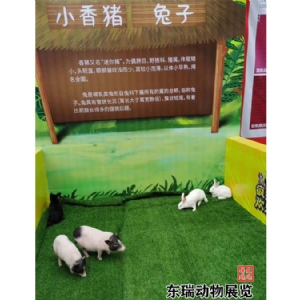 香猪展示