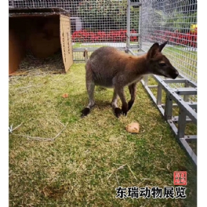 袋鼠展示
