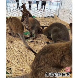 袋鼠展示