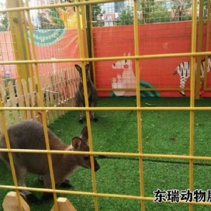 袋鼠展示