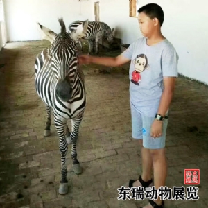 斑马展示