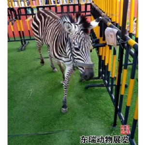 斑马展示