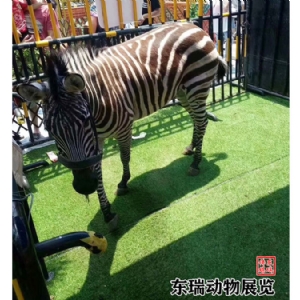 斑马展示