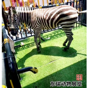斑马展示