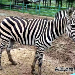 斑马展示