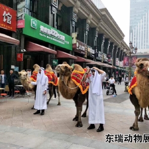 骆驼展示