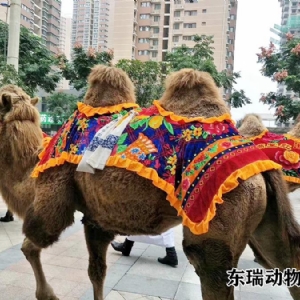 骆驼展示