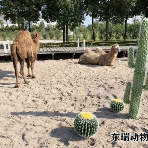 骆驼展示