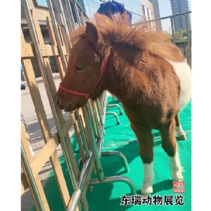 矮马展示