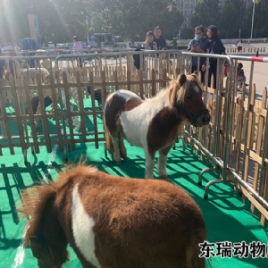 矮马展示