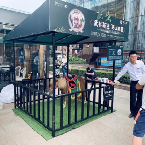 矮马展示